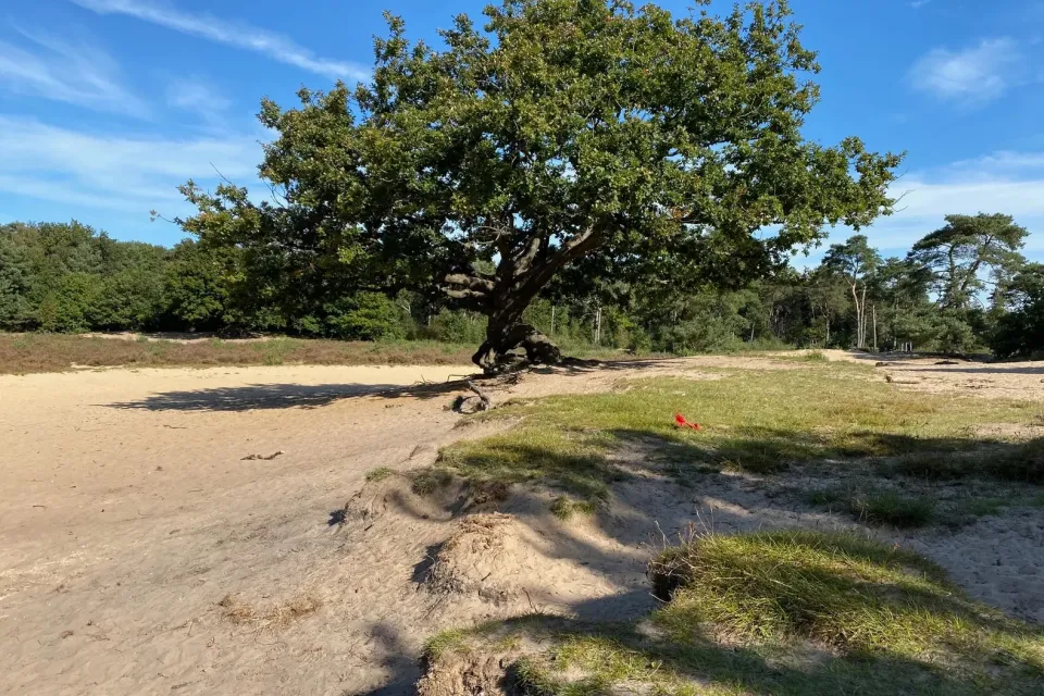 Zandverstuiving met een solitaire eik en heide in de Bakkeveense duinen