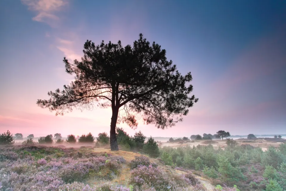 Solitaire vliegden op een heuvel met bloeiende heide bij zonsopkomst in het Drents-Friese Wold