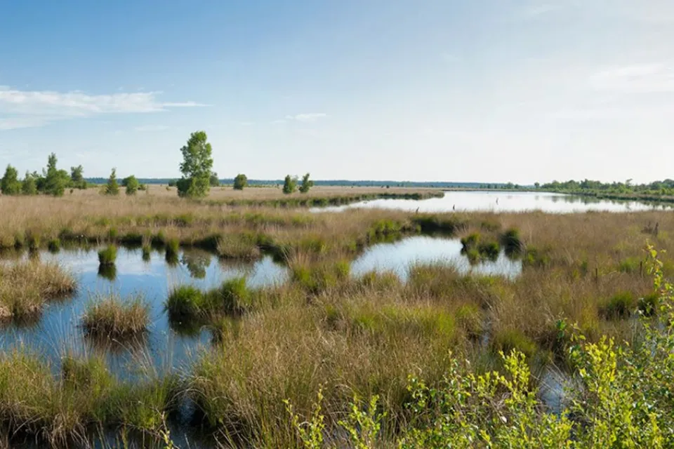 Waterrijk veenlandschap met pollen riet en open water in het Fochteloerveen in Drenthe