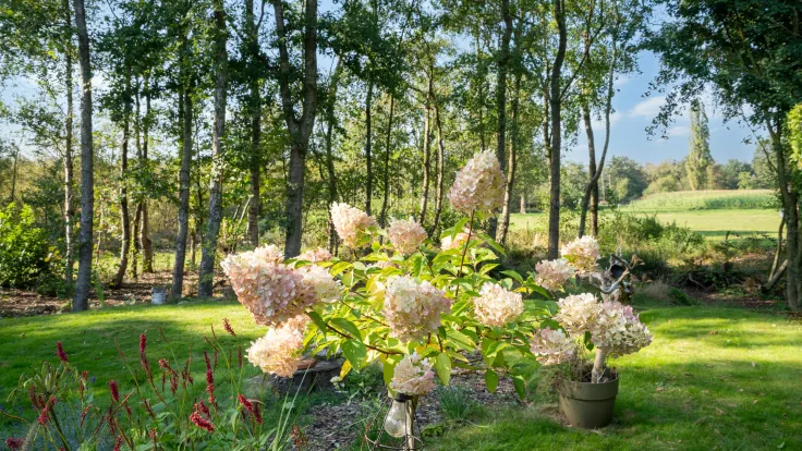 Tuin met bloeiende hortensias, berken en uitzicht over het veld bij vakantiewoning Zanglijster 14