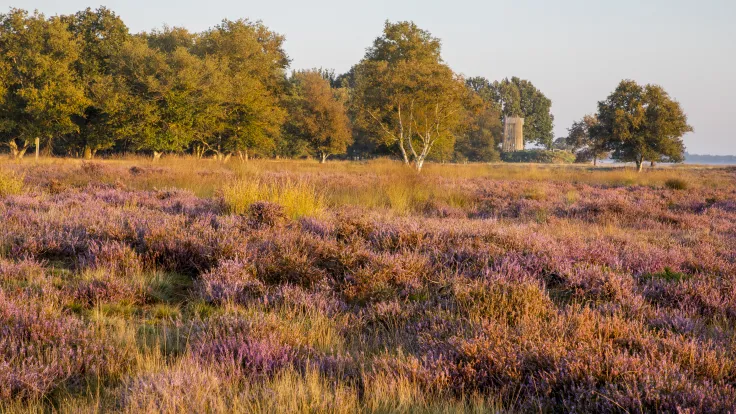 Uitgestrekt veld met paars bloeiende heide en een bosrand in de omgeving van vakantiepark Drentse Vennen