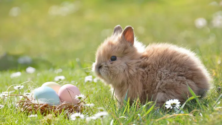 Jong konijn naast een nestje met gekleurde paaseieren in het gras met madeliefjes